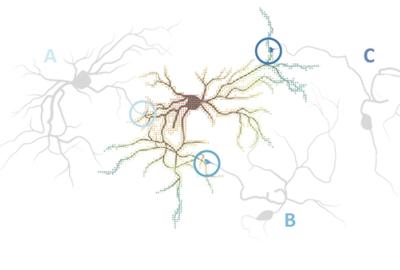 neuron map