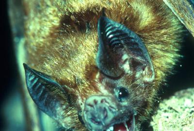 vampire bat