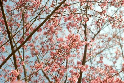 Pink cherry blossom flowers on branches against a light blue sky.