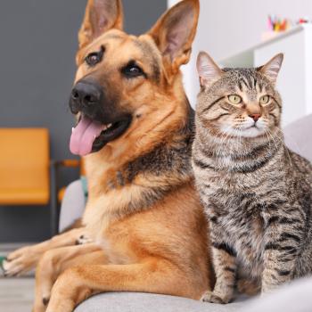 Adobe stock photo of dog and cat