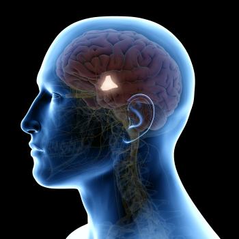 hypothalamus stock image