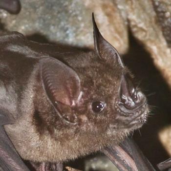 Profile of a greater spear-nosed bat.