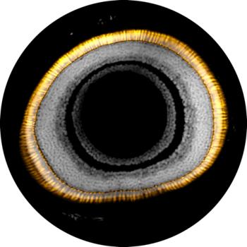 A fish eye image