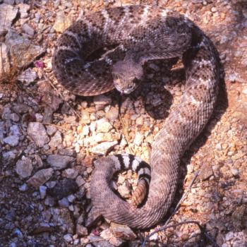 A brown rattlesnake with white markings poised to strike.