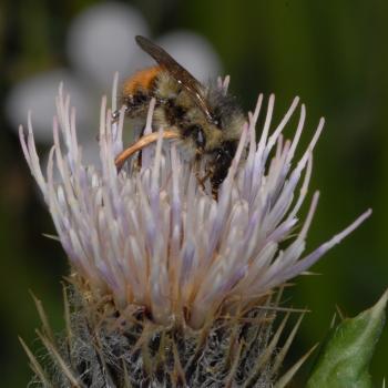 Bumblebee on thistle flower