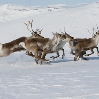 caribou running