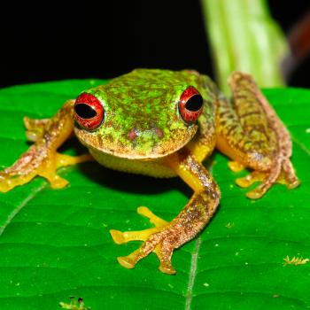 Mossy Red-eyed Frog (Duellmanohyla soralia)