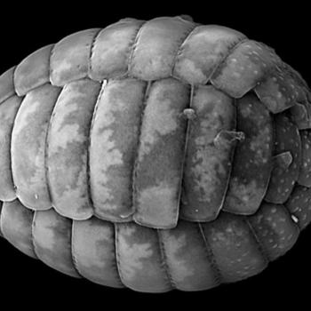 Scanning electron micrograph (SEM) showing a high-magnification, greyscale view of an elongated, oval-shaped Paulinella marae test (shell), constructed from overlapping, armor-like silica scales with a textured surface against a solid black background.