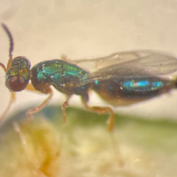 fig wasp closeup