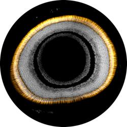 A fish eye image