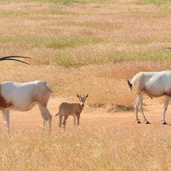 oryx photo cropped Katherine Mertes