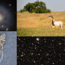 Collage of four research images