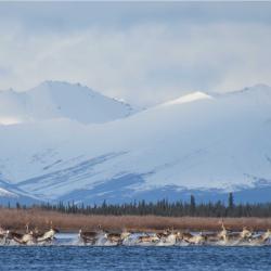 caribou swimming
