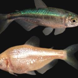Cavefish