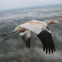 whooping crane