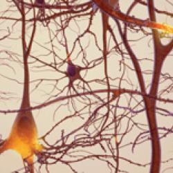 brain network