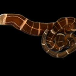 ribbonworm regenerating head