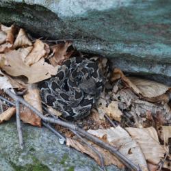 Timber rattler 