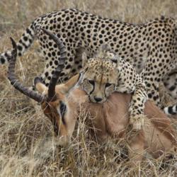 cheetahs