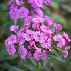 Dianthus flowers, sometimes called “pinks,” are native mainly to Europe and Asia but are commonly planted in U.S. gardens (images source: Pexels.com | caption source: https://www.wildflower.org/expert/show.php?id=11229)