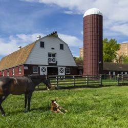 A large, dark brown horse stands over a small, light brown horse that is lying in the grass. Behind them are a beige fence, rust-colored silo, and red and white barn. 