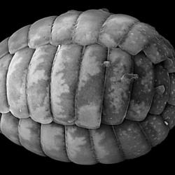 Scanning electron micrograph (SEM) showing a high-magnification, greyscale view of an elongated, oval-shaped Paulinella marae test (shell), constructed from overlapping, armor-like silica scales with a textured surface against a solid black background.