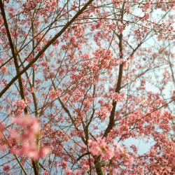Pink cherry blossom flowers on branches against a light blue sky.